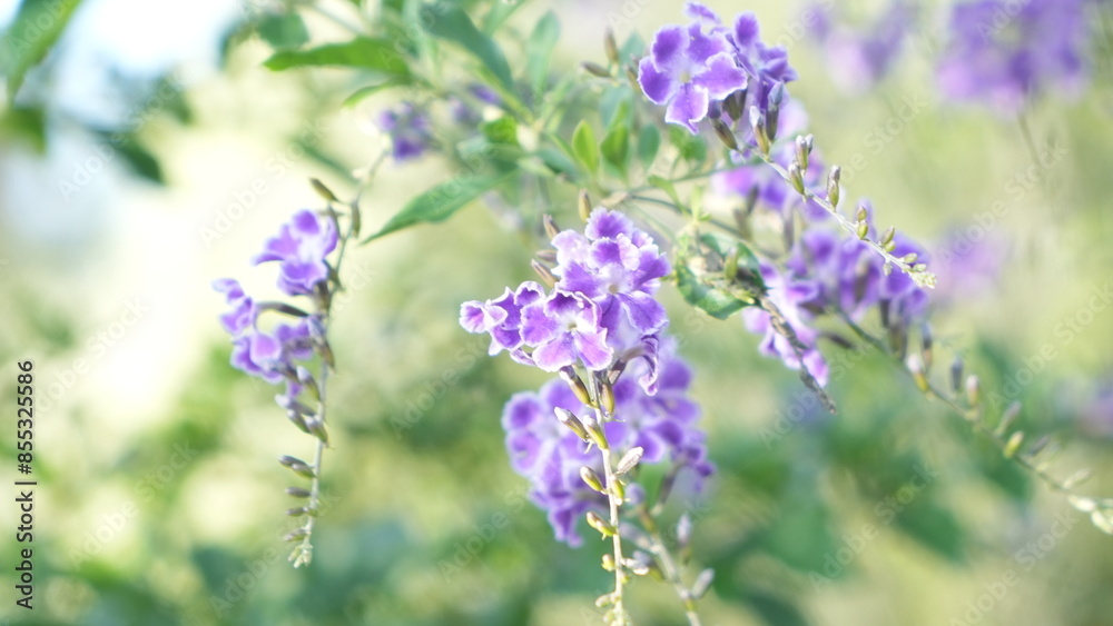 Beautiful Duranta Erecta Violet flower in the garden
Beautiful Duranta Erecta Violet flower in the garden