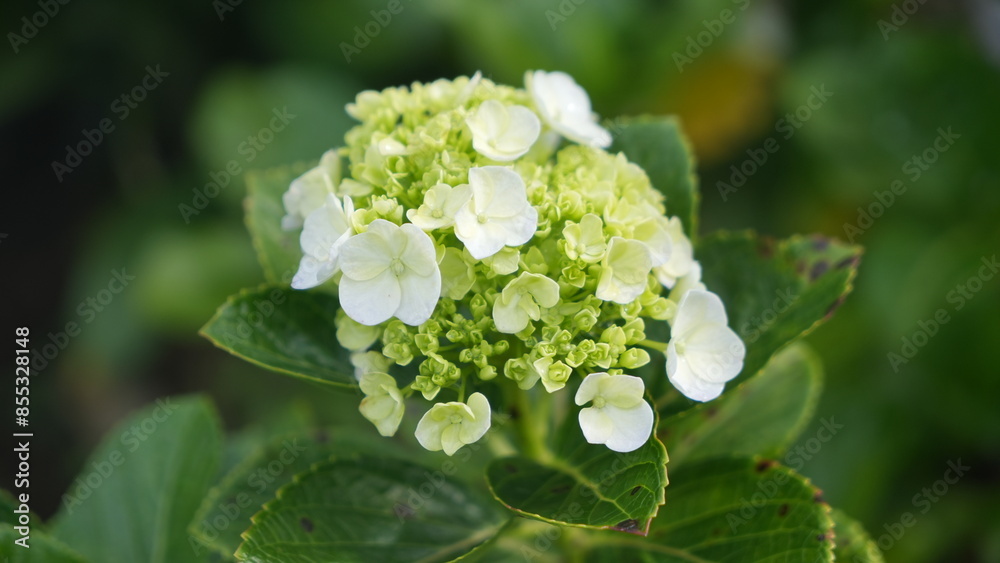 Beautiful flowers Hydrangea macrophylla at the flowers garden in the backyard Beautiful flowers Hydrangea macrophylla at the flowers garden in the backyard