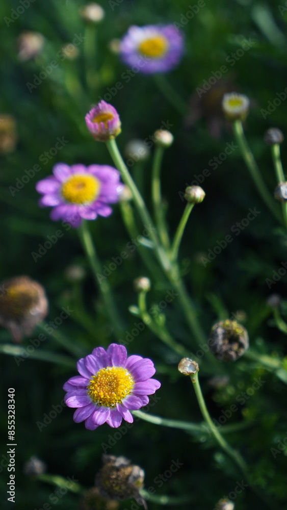 Beauty purple with yellow daisy flowers in the garden Beauty purple with yellow daisy flowers in the garden