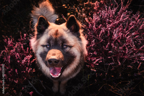 Portraits eines Eurasier Rüden, welcher zum Sonnenuntergang in der Heide sitzt photo