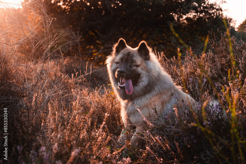 Portraits eines Eurasier Rüden, welcher zum Sonnenuntergang in der Heide sitzt photo