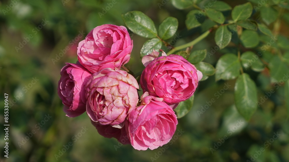 Beautiful pink roses in the flower garden Beautiful pink roses in the flower garden