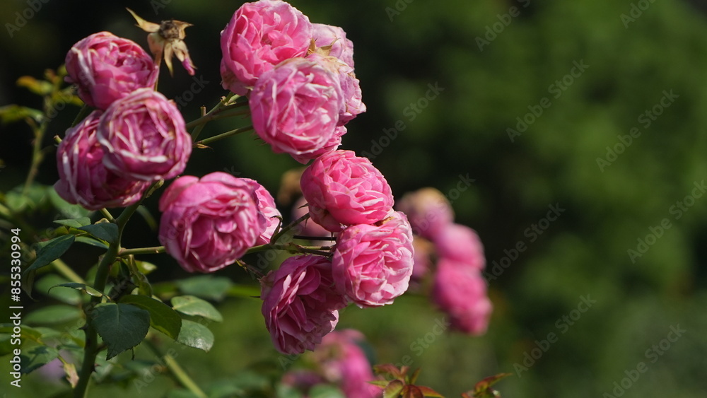 Beautiful pink roses in the flower garden Beautiful pink roses in the flower garden