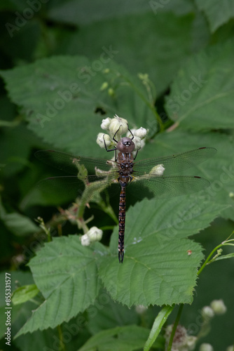 Dragonfly (blue-eyed darner) photo