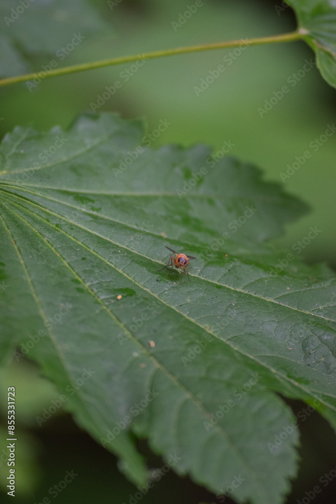muscid fly or orange muscid fly (Phaonia pallida) muscid fly or orange muscid fly (Phaonia pallida)
