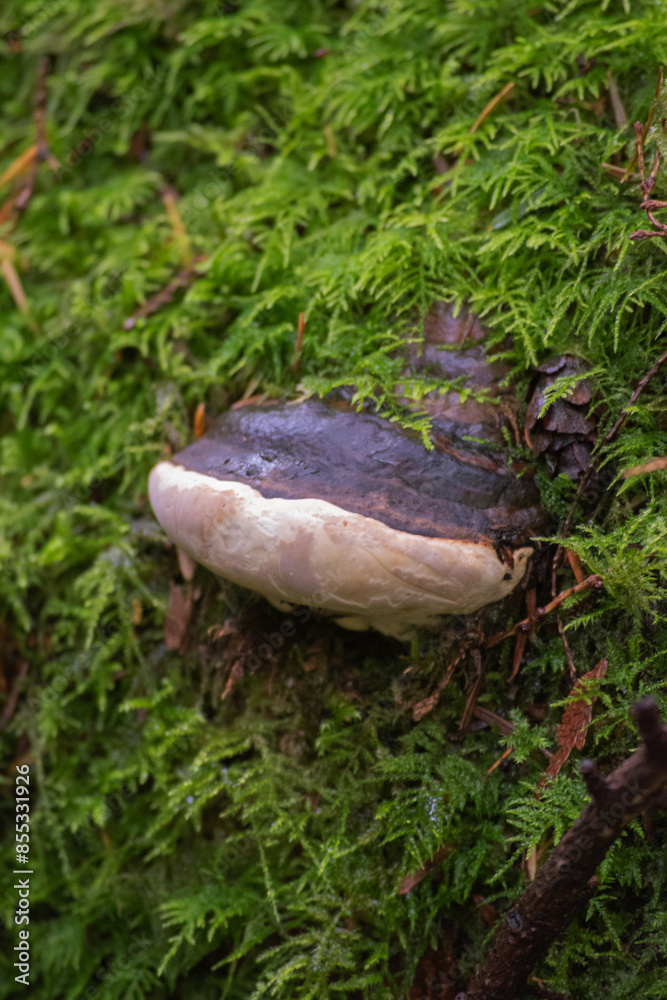 Hoof Fungus (Fomes fomentarius)
Hoof Fungus (Fomes fomentarius)