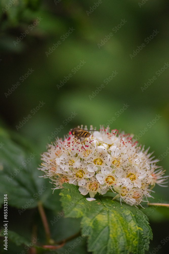 Pacific ninebark or tall ninebark (Physocarpus capitatus) Pacific ninebark or tall ninebark (Physocarpus capitatus)