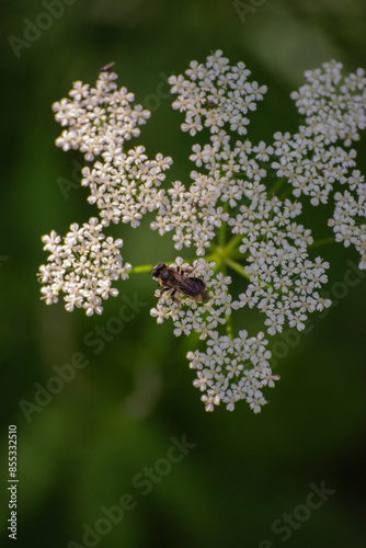 Bee on Japanese Hedge Parsley (Torilis japonica) photo