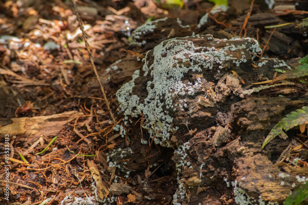 Heterodermia Heterodermia