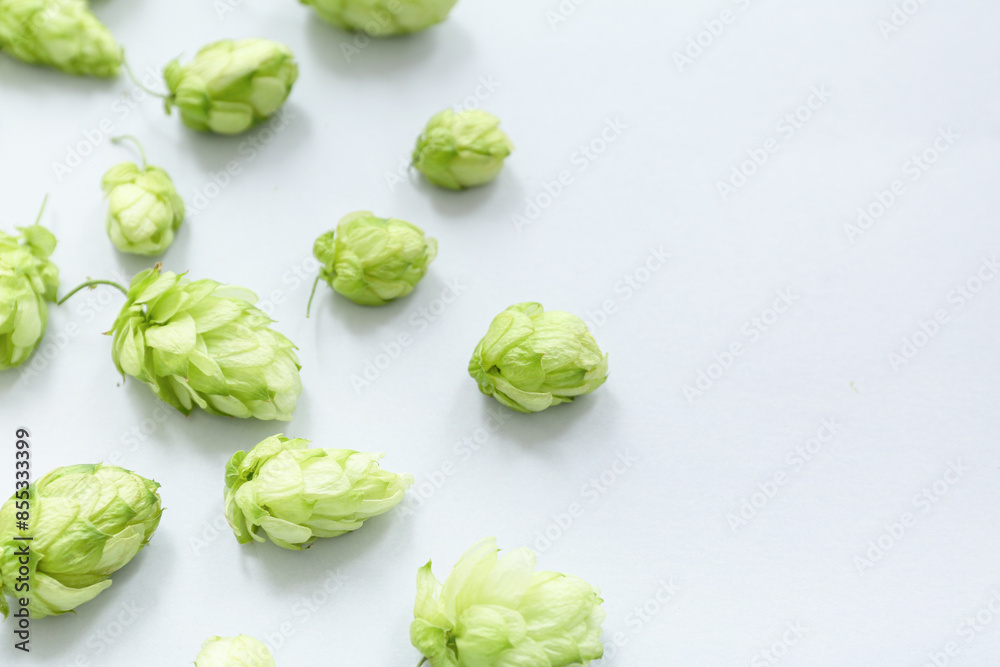 Fresh green hops on white background Fresh green hops on white background