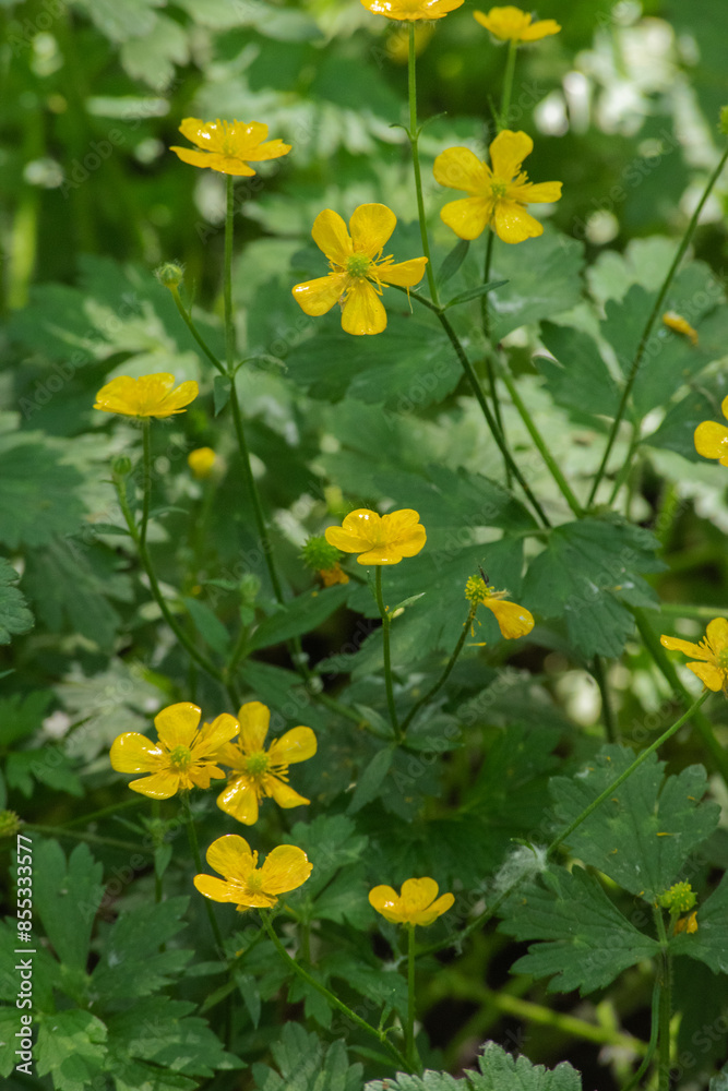 Fototapeta premium creeping buttercup (ranunculus repen)
