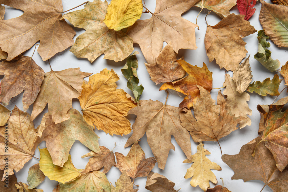 Obraz premium Autumn leaves on white background