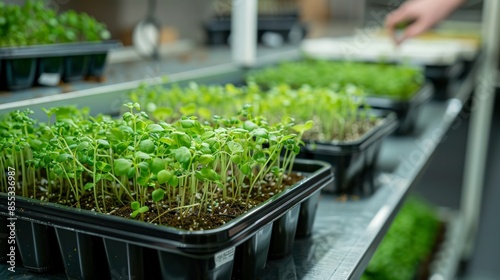 Close-up shot of a shelf in a greenhouse filled with rows of young, green seedlings in black plastic trays