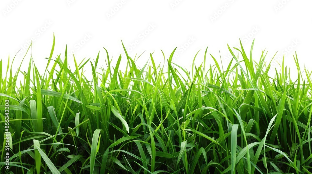 Lush green grass blades with a pure white background Lush green grass blades with a pure white background