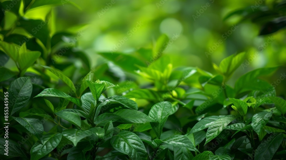Vibrant Green Leafy Plants in a Close-Up Photograph, High Resolution Vibrant Green Leafy Plants in a Close-Up Photograph, High Resolution