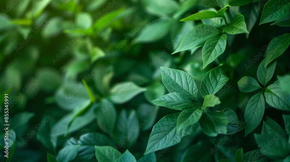 Nature Photography: Vibrant Green Plant Leaves Close-Up Blurred Background