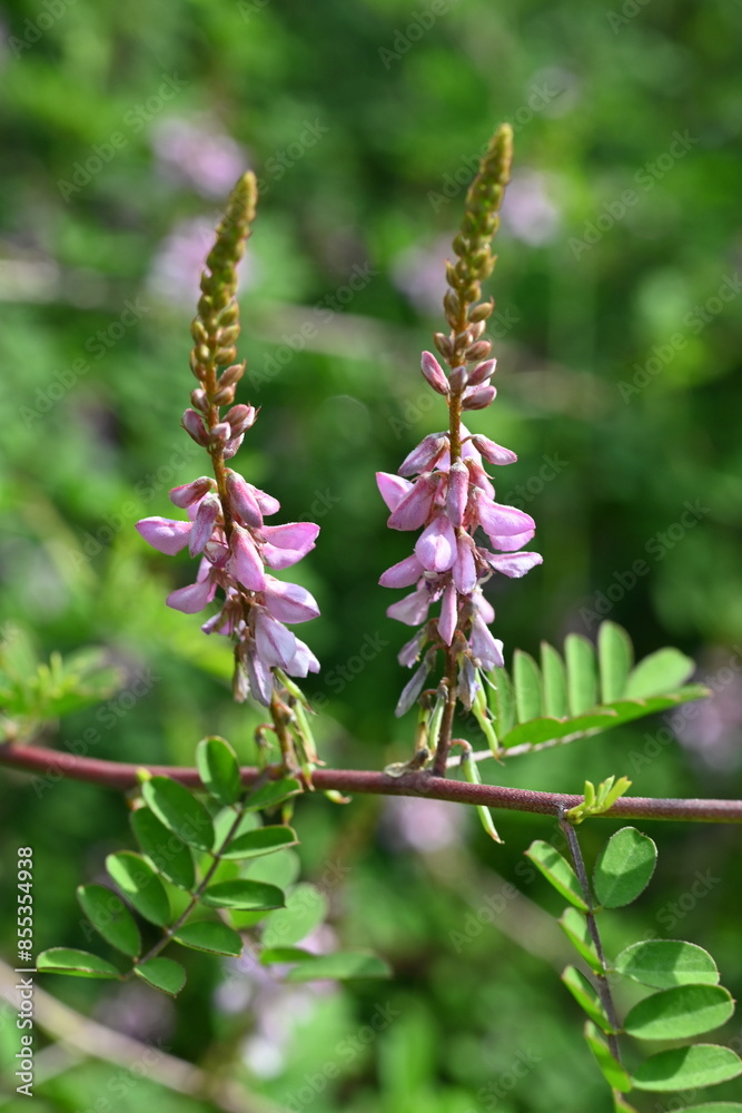Indigofera pseudotinctoria flowers. Fabaceae deciduous shrub. Pale pink-purple flowers bloom in summer. Used as a raw material for indigo dyeing. Indigofera pseudotinctoria flowers. Fabaceae deciduous shrub. Pale pink-purple flowers bloom in summer. Used as a raw material for indigo dyeing.