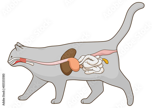 Digestive system of the cat medical veterinary PNG illustration photo