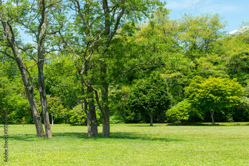 Fototapeta Naklejka Na Ścianę i Meble -  新緑が美しい公園