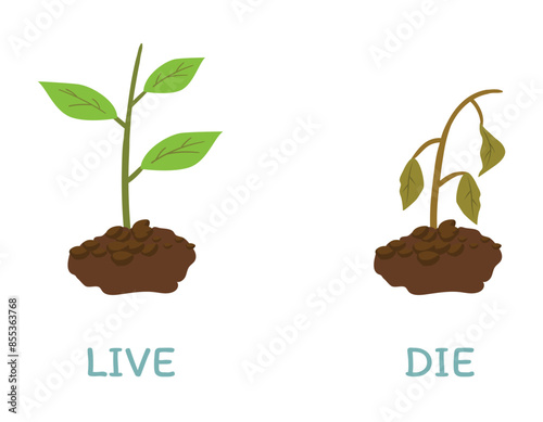 Opposite adjective antonym words live and die illustration of plant growth with explanation flashcard with text label