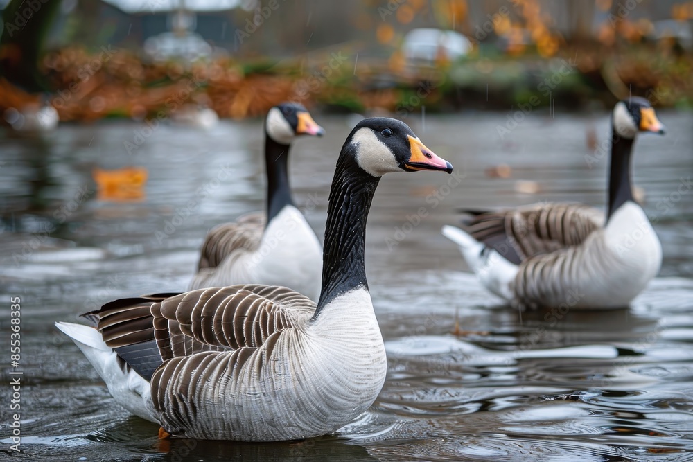 Three geese are seen here swimming in a pond, with the focus on the one in the foreground displaying its elegant plumage Three geese are seen here swimming in a pond, with the focus on the one in the foreground displaying its elegant plumage