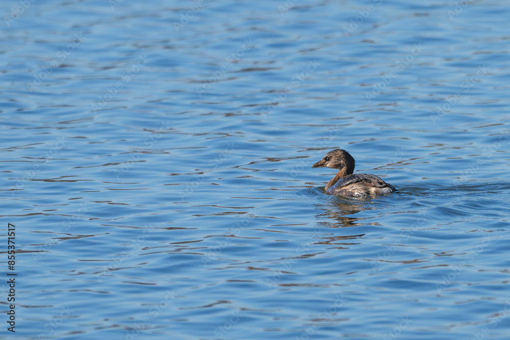 Pied-billed grebe swimming in a lake in winter. Pied-billed grebe swimming in a lake in winter.