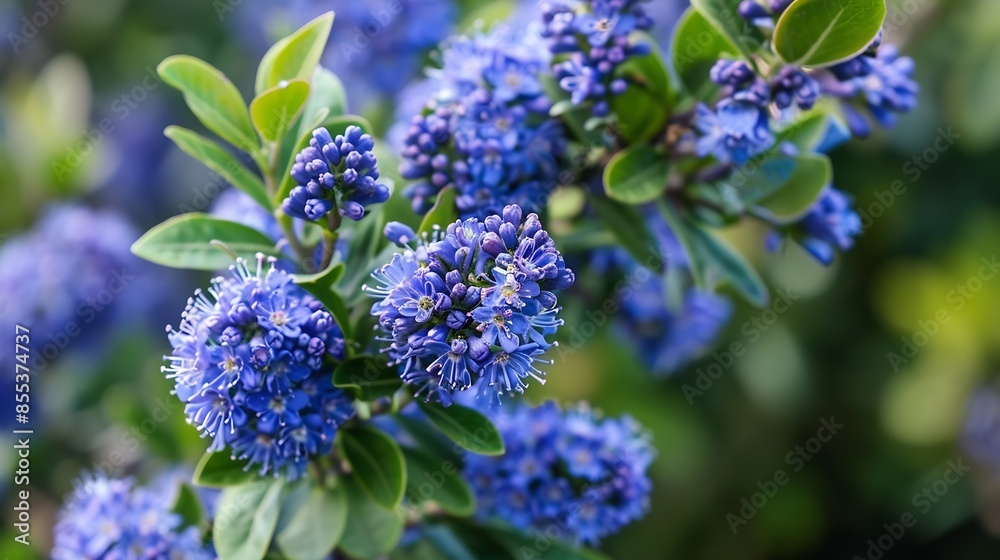 Blue flowers of eltleaf ceanothus island ceanothus or sland mountain lilac flowering tree in Londons garden UK in spring : Generative AI Blue flowers of eltleaf ceanothus island ceanothus or sland mountain lilac flowering tree in Londons garden UK in spring : Generative AI