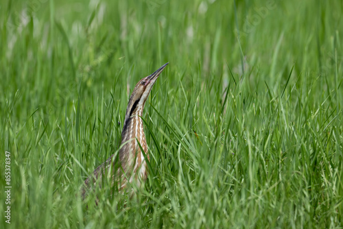 An American bittern concealed among the reeds