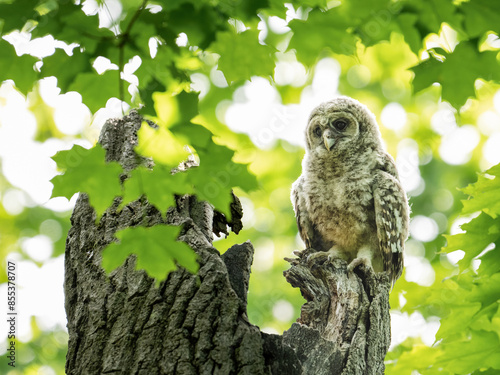 Photography A portrait of a barred owlet perched atop a broken tree trunk in spring