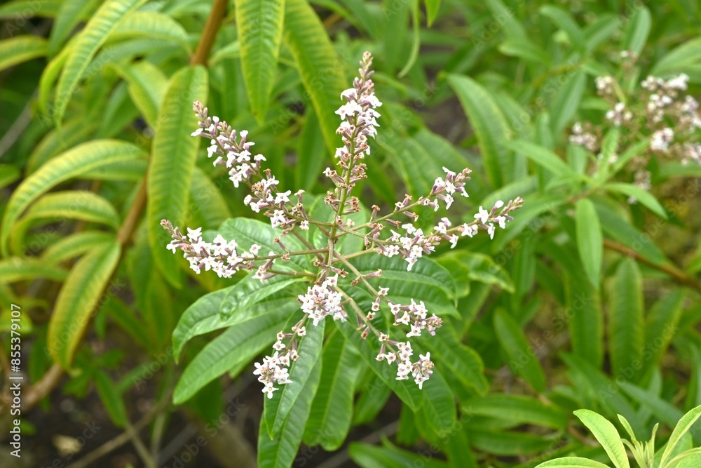 Lemon verbena (Aloysia citrodora) flowers. Small white flowers bloom in summer. The lemon-scented leaves are used as food ingredients and in perfumes. Lemon verbena (Aloysia citrodora) flowers. Small white flowers bloom in summer. The lemon-scented leaves are used as food ingredients and in perfumes.