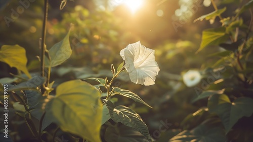 Ipomoea Obscura or Small White Morning Glory Flower growing among the bushes picture taken on a sunny morning : Generative AI photo