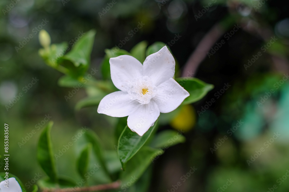 Blooming Wrightia antidysenterica or arctic snow flowers with natural blur background, also known as the White Angel flower. Blooming Wrightia antidysenterica or arctic snow flowers with natural blur background, also known as the White Angel flower.