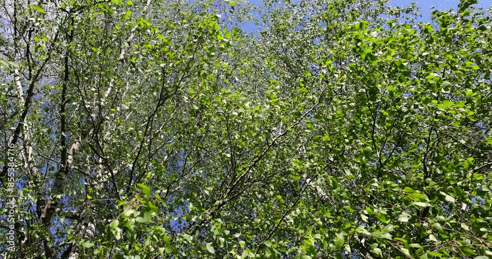 green birch leaves on a blue sky background, birch foliage in the spring season green birch leaves on a blue sky background, birch foliage in the spring season