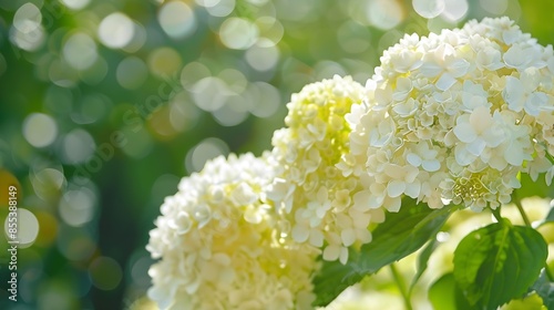 Lush white and yellow hydrangea flowers in summer White and yellow flowers with blurred background Hydrangea arborescens commonly known as smooth hydrangea wild hydrangea sevenbark she : Generative AI photo