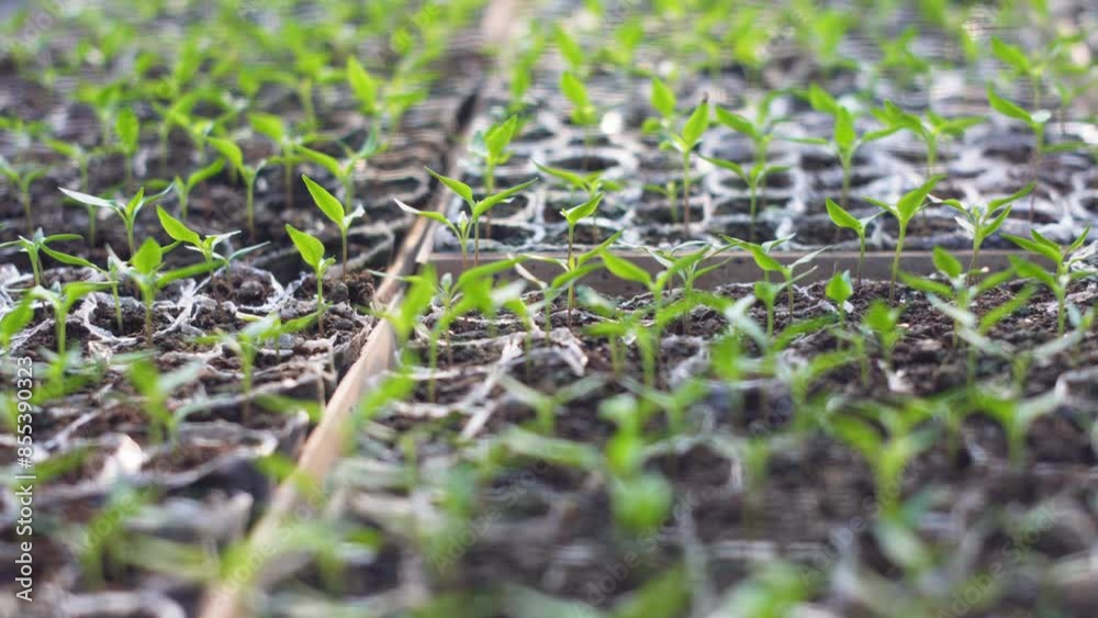 a close-up of a greenhouse with many small green plants in plastic trays. Chili seeds. a close-up of a greenhouse with many small green plants in plastic trays. Chili seeds.