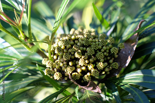 a bunch of Miagos bush or Osmoxylon lineare grow well in moist soil, grow in front of the house are very beautiful and exotic. photo