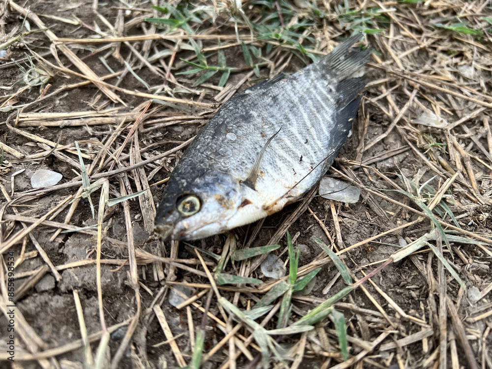 dead gourami fish on the ground dead gourami fish on the ground