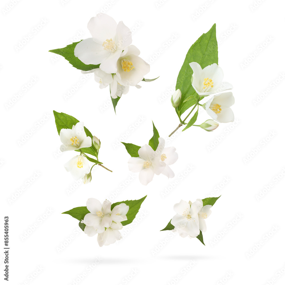 Fototapeta premium Beautiful jasmine flowers with leaves in air on white background