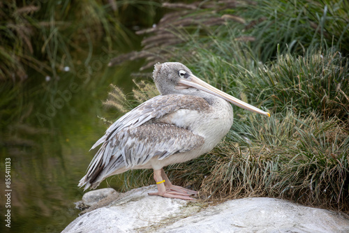 Pink-backed pelican resting