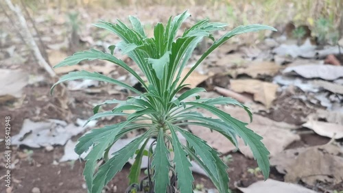 conysa sumatranensiss plant photo