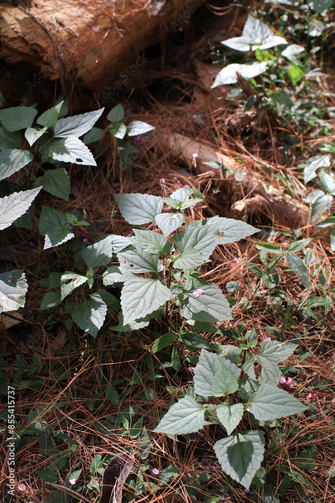 Fototapeta premium Green leaved plants with sunlight and shadow in the forest. Autumn in national park. Nature landscape background