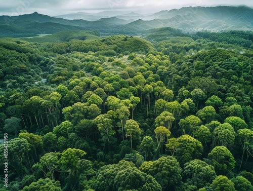 Aerial view of the Waipoua Forest with its giant kauri trees and dense greenery in New Zealand   photo