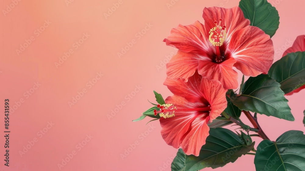 hibiscus plant with large bright red flowers pastel background