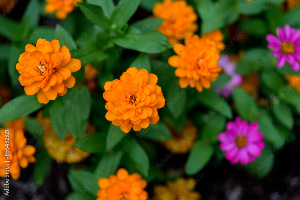Orange Marigold and Pink zinnias Orange Marigold and Pink zinnias