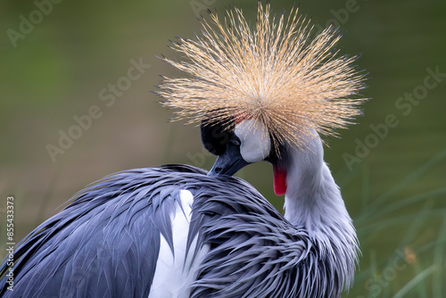 Fancy-crowned crane showing it's beauty