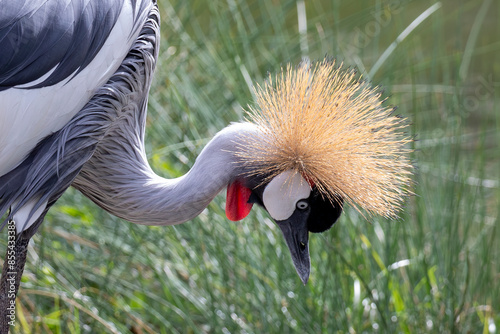 Fancy-crowned crane showing it's beauty