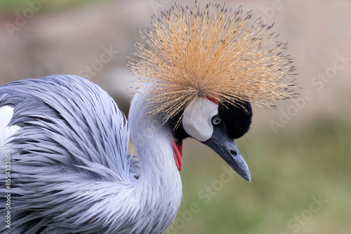 Fancy-crowned crane showing it's beauty