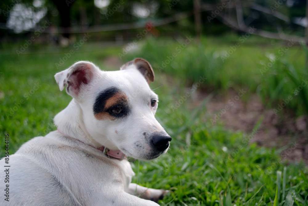 jack russell, White dog with black and brown patches lying on green grass with one paw raised, appearing relaxed and content.
jack russell, White dog with black and brown patches lying on green grass with one paw raised, appearing relaxed and content.