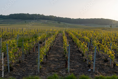Εκτύπωση καμβά Landscape with green grand cru vineyards near Avize, region Champagne, France