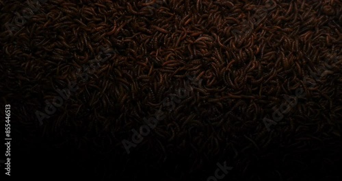 Heap Of Live Worms Crawling In Flickering Light. overhead shot photo